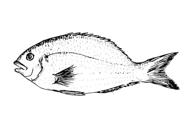 Pesce sparus aurata schizzo delizioso pesce mediterraneo isolato su sfondo bianco disegno di pesce di mare sparidae piatto per pesce disegno del menu del ristorante