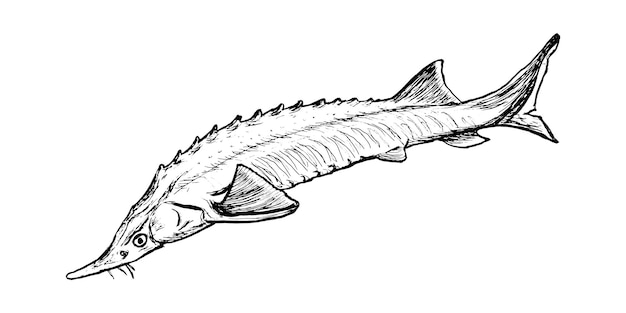 Эскиз рыбной стерлеты, изолированный на белом фоне. Рисунок пресноводной рыбной осетры. Дизайн меню рыбного ресторана.