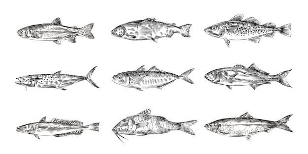 Fishes hand drawn sketches, illustration
