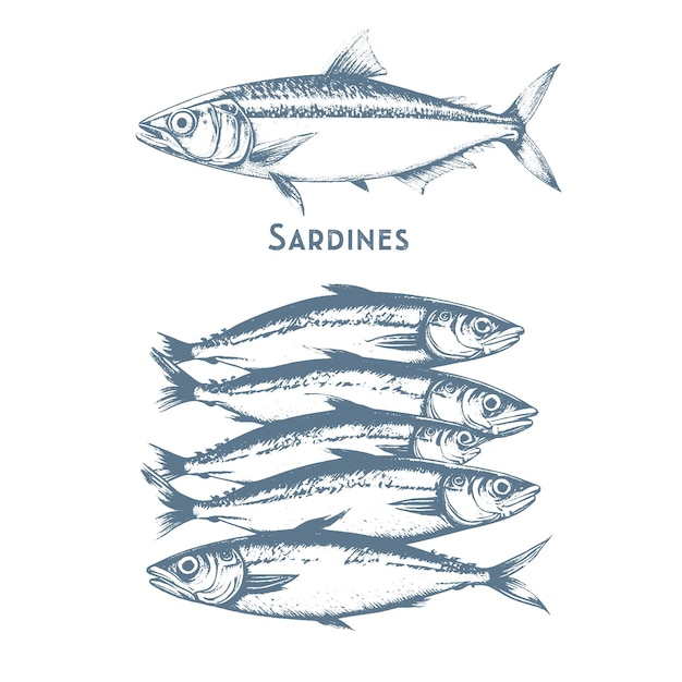 Fishes sketch icons of tuna perch and pike or salmon and marlin vector set of saltwater sea or fresh