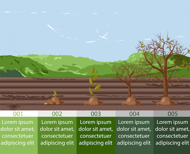 씨앗에서 나무 형태로의 5 가지 성장 단계