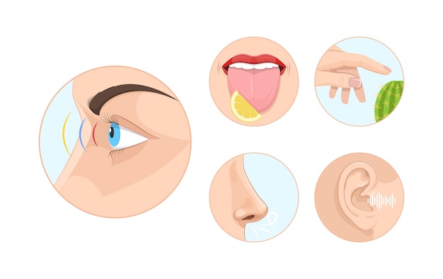 5개의 인간 감정 원 세트입니다. 시각, 후각, 촉각, 청각 및 미각 감각. 둥근 아이콘에서 입, 혀, 입술, 손, 코, 눈, 귀. 해부학 교육 학습 감각 기관 만화 벡터