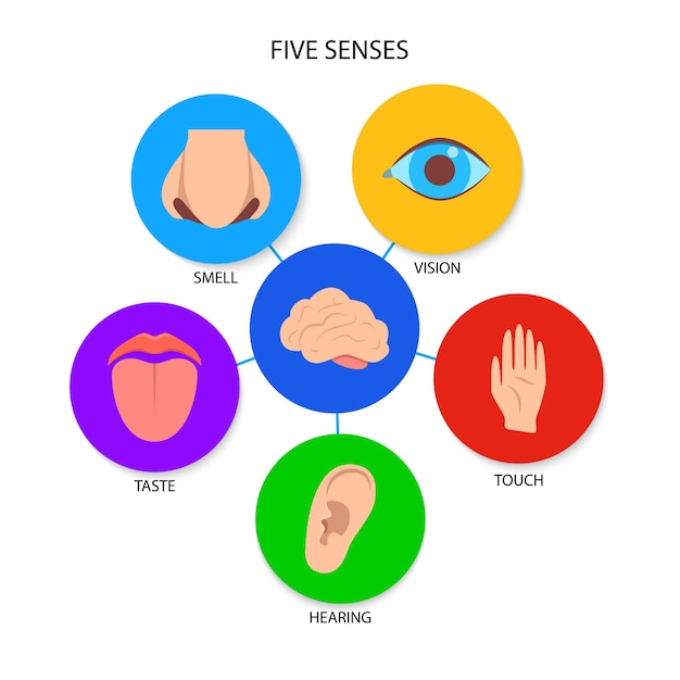 Vector five human senses banner in flat style