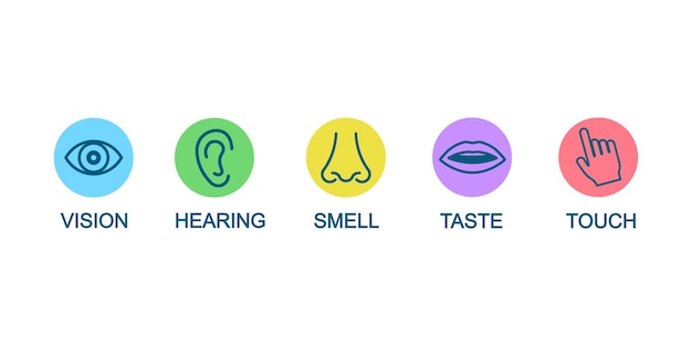 Five human senses icons vector set. Vision, hearing, smell, taste and touch.