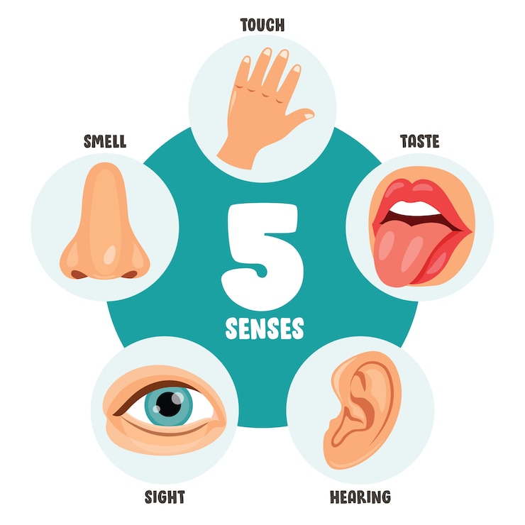 Vector five senses concept with human organs for kids