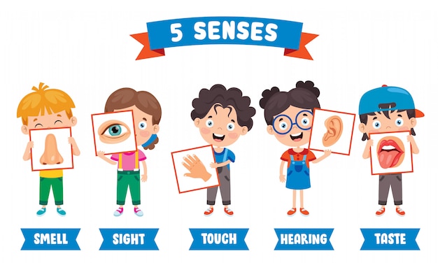 Vector five senses concept with human organs for kids