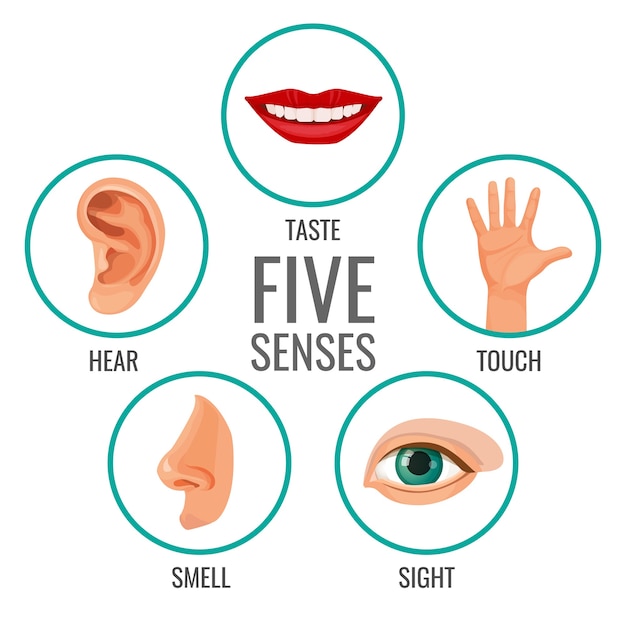 Vector five senses of human perception poster icons. taste and hear, touch and smell, sight human feelings. body parts set in circles