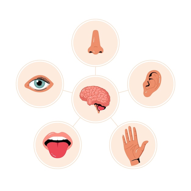 Five senses illustrations chart Human ear and eye symbols nose and mouth  icons Human perception