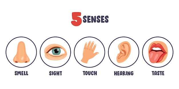 Вектор Шаблон five senses с человеческими органами