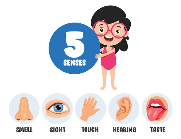 Vector five senses template with human organs