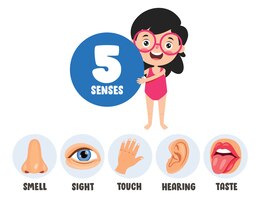 Five senses template with human organs