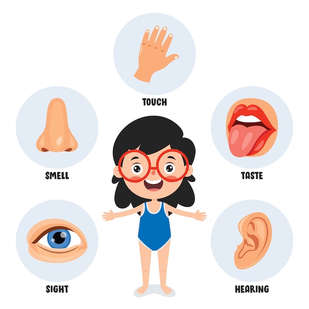 Vector five senses template with human organs