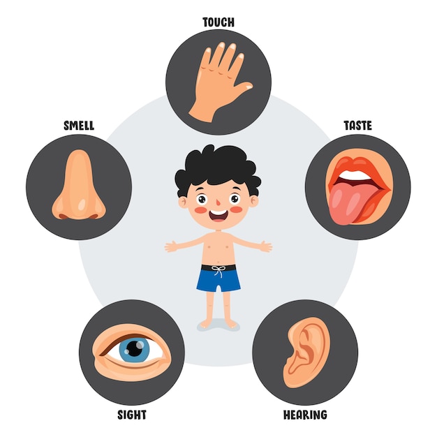 Vector five senses template with human organs