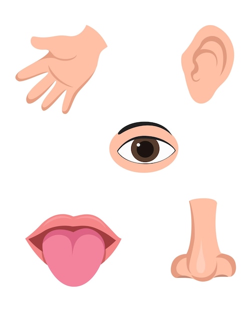 Set di clipart vettoriali cinque sensi