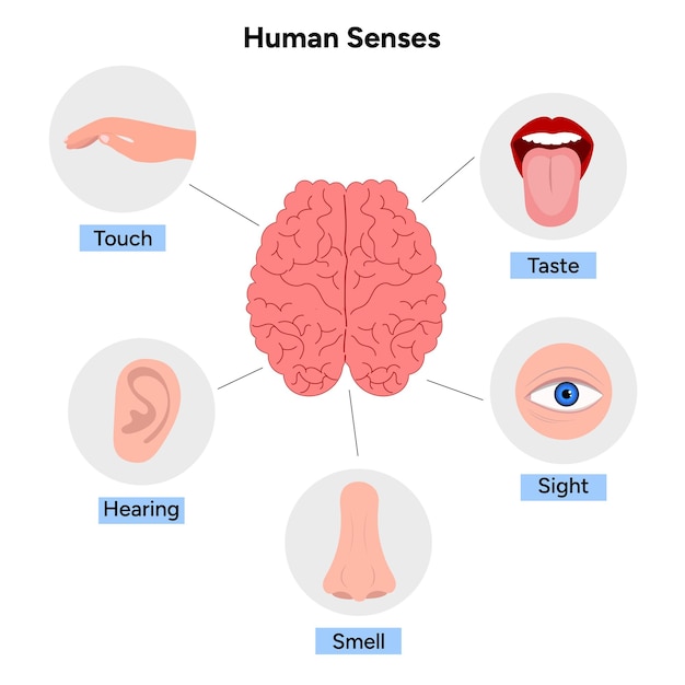 Five Senses With Human Organs Medical illustration