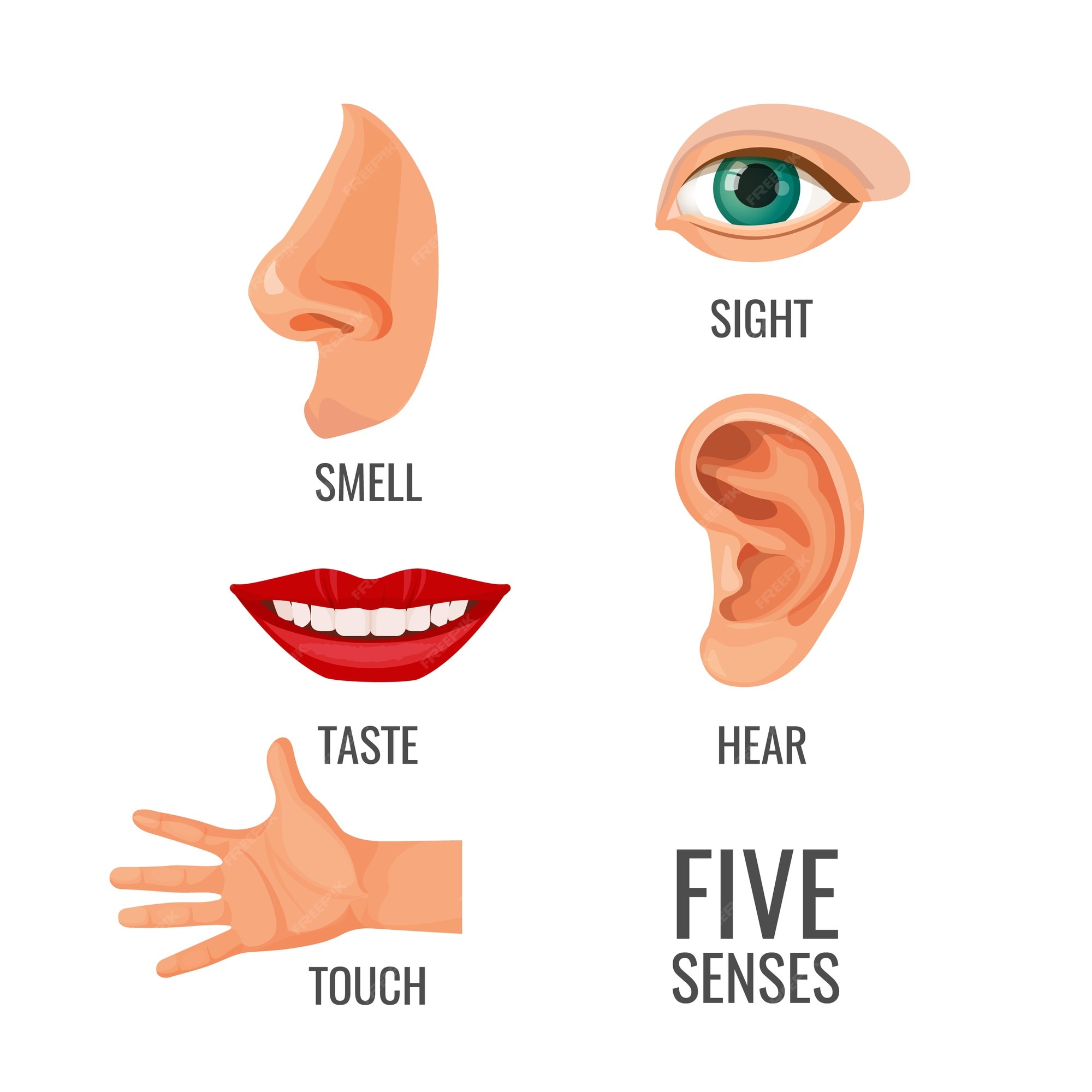 types of sense organs