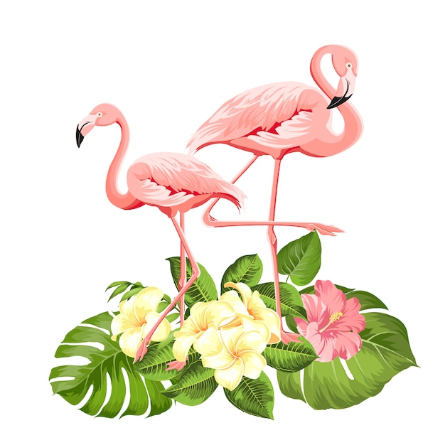 Flamingo background .