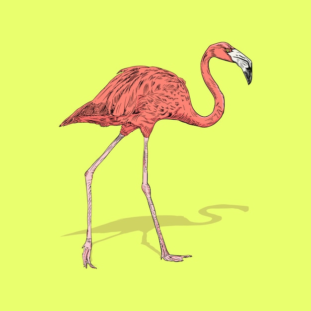 Vector flamingo bird illustration, drawing, engraving