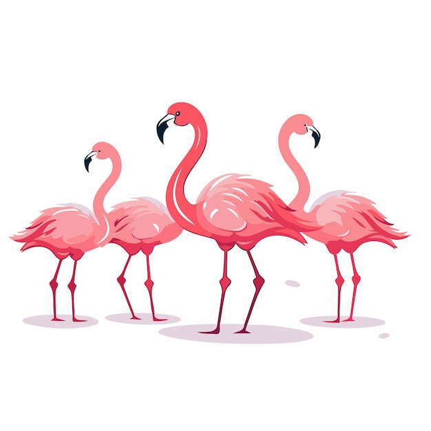 Flamingo birds isolated on white background Vector cartoon illustration