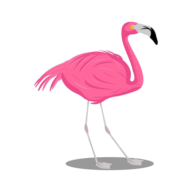 Flamingo Flamingos in vector