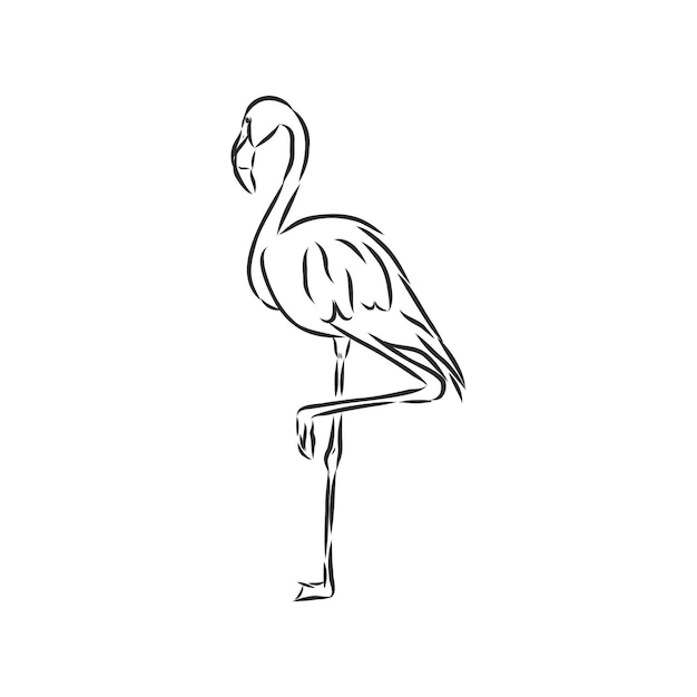 Flamingo hand getekende vector llustration realistische schets illustratie