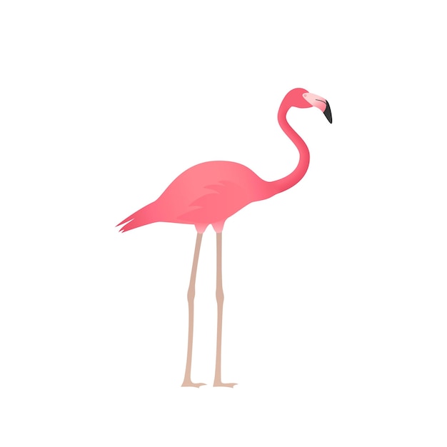 Flamingo in plat ontwerp vectorillustratie tropische vogel