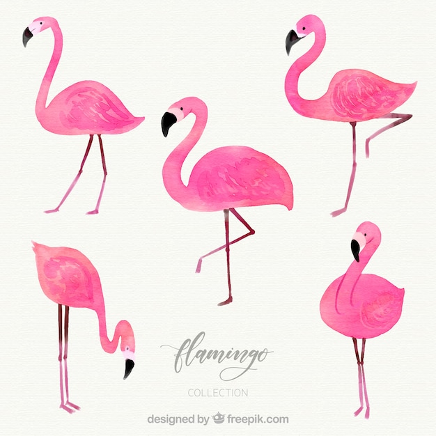 Flamingo's collectie met verschillende houdingen in aquarel stijl