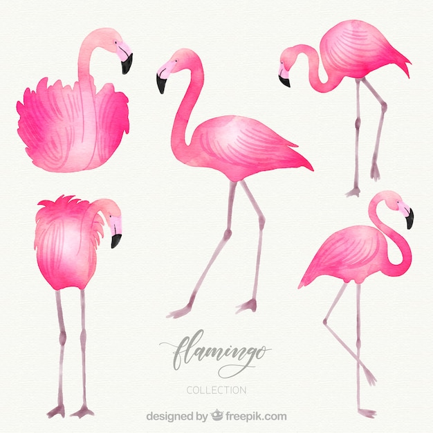 Vector flamingo's collectie met verschillende houdingen in aquarel stijl