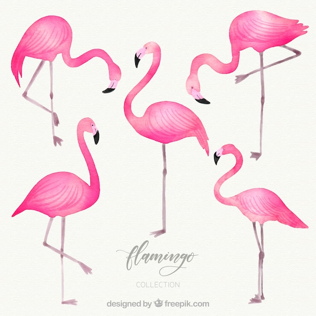 Flamingo&#39;s collectie met verschillende houdingen in aquarel stijl