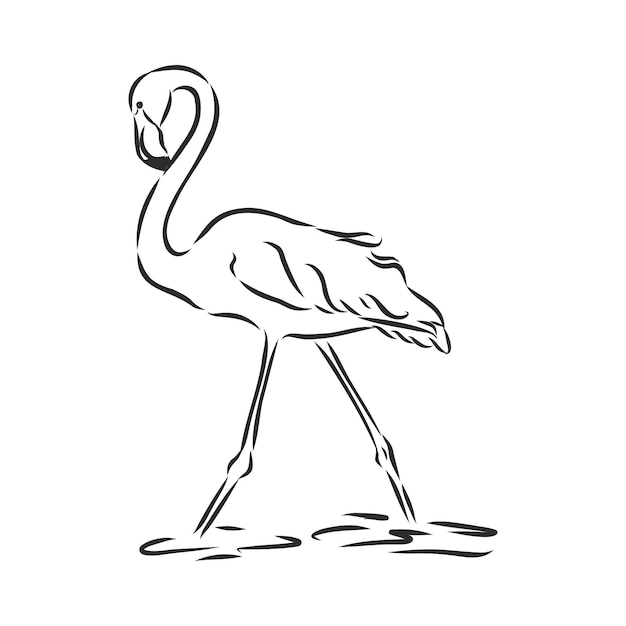 Flamingo schets vectorillustratie flamingo vector schets illustratie