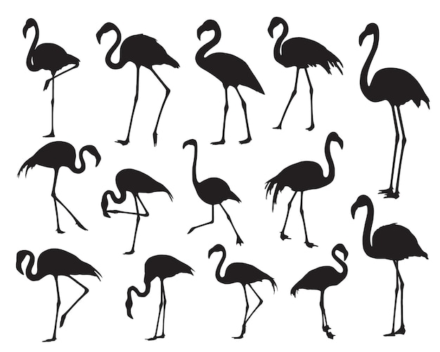 Flamingo silhouette