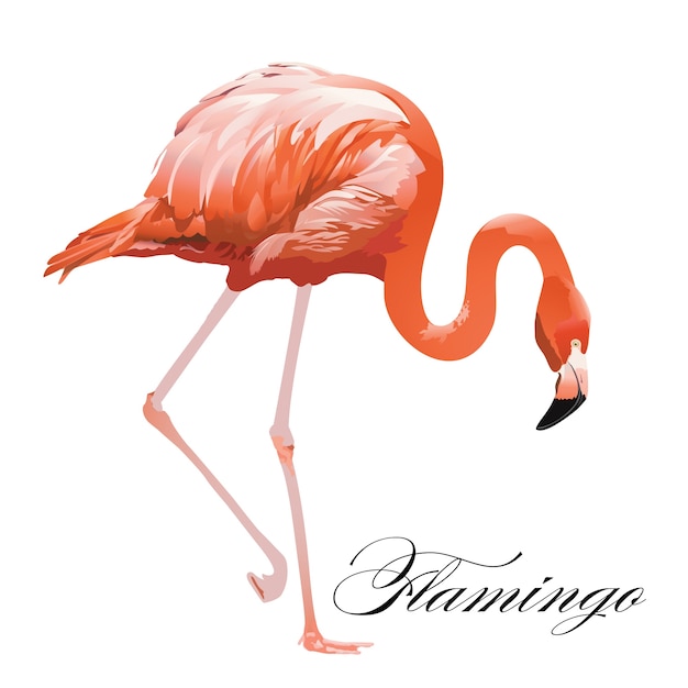 Flamingo tropical exotic coral bird