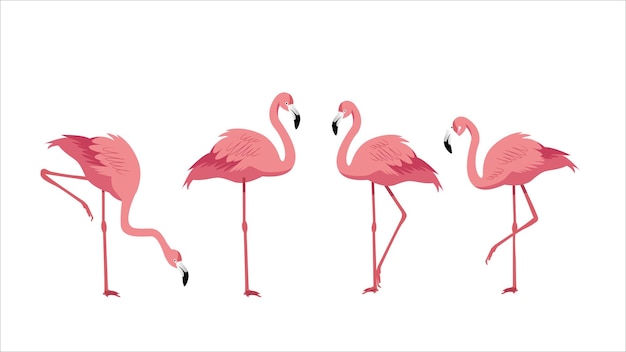 Flamingo with four poses vector flat illustration