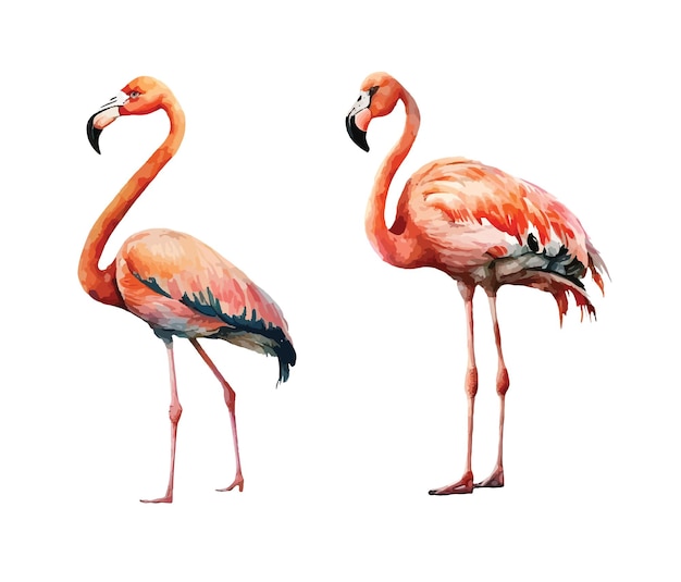 Vector flamingos clipart isolated vector illustration