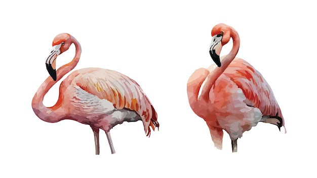 Flamingos clipart isolated vector illustration