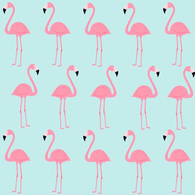 flamingos