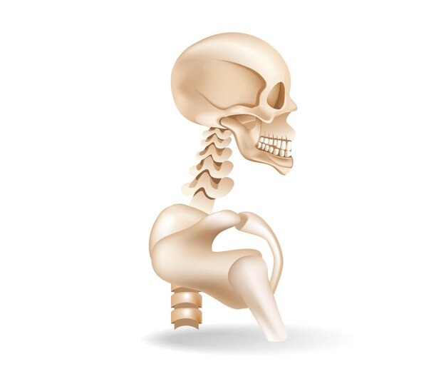 벡터 인간의 뼈 배열 해부학의 평면 3d 아이소메트릭 그림 개념