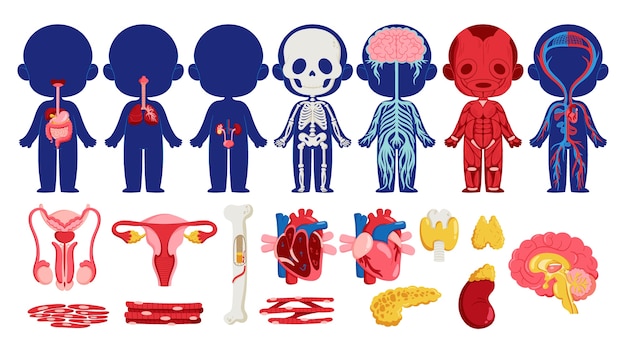 Flat anatomical body element set collection