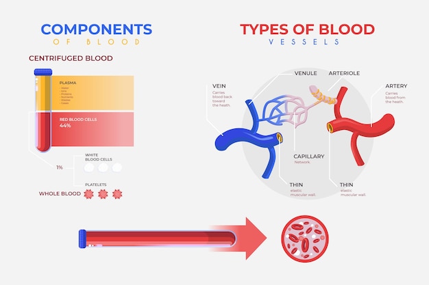 Vector flat blood infographic template