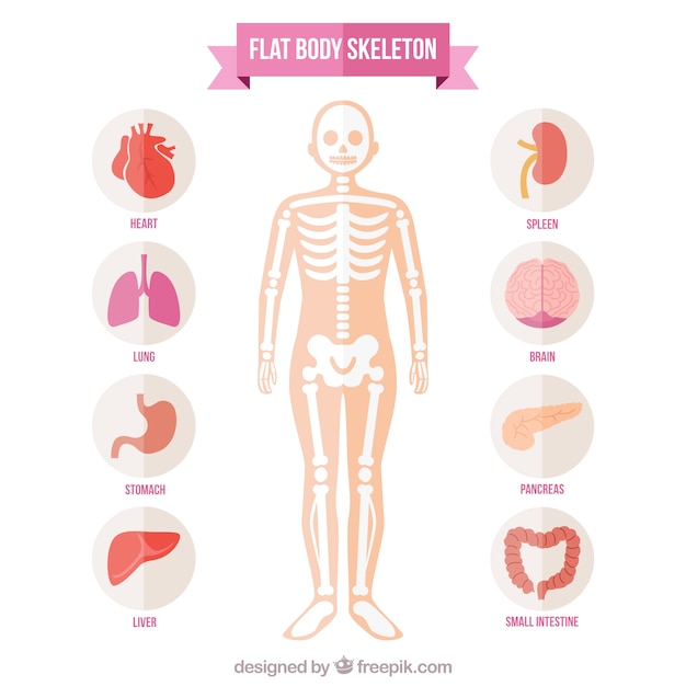 Vector flat body skeleton