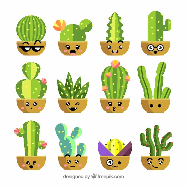 Flat cactus collection