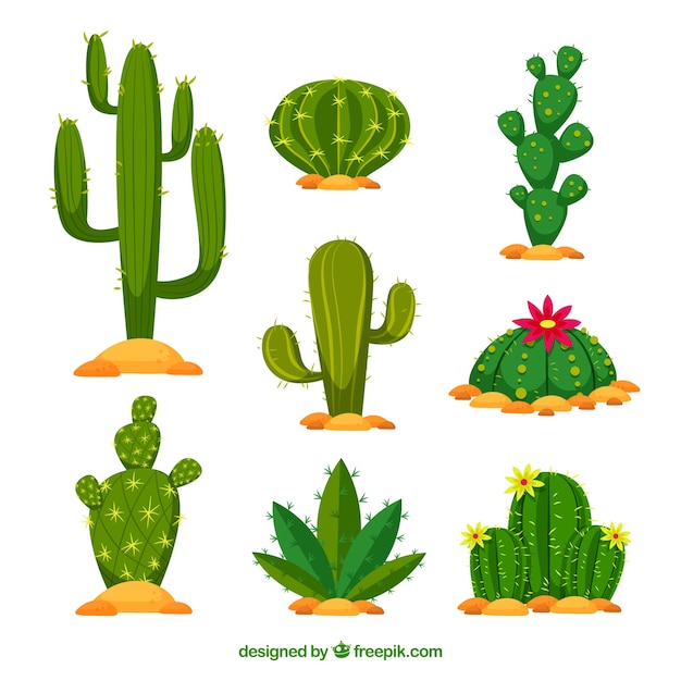 Vector flat cactus pack with nature style