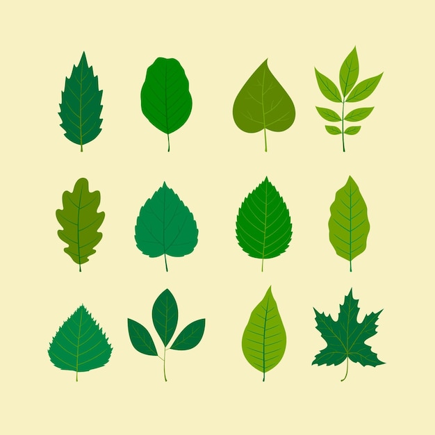 Flat design leaves collection