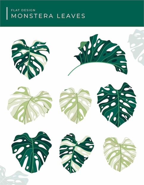 Flat design monstera leaves design collection