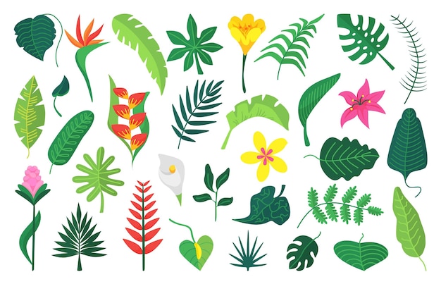 Vector flat exotic plants leaf flower tropical bush isolated jungle leaves bushes and palm foliage botanical abstract graphic neoteric vector nature clipart