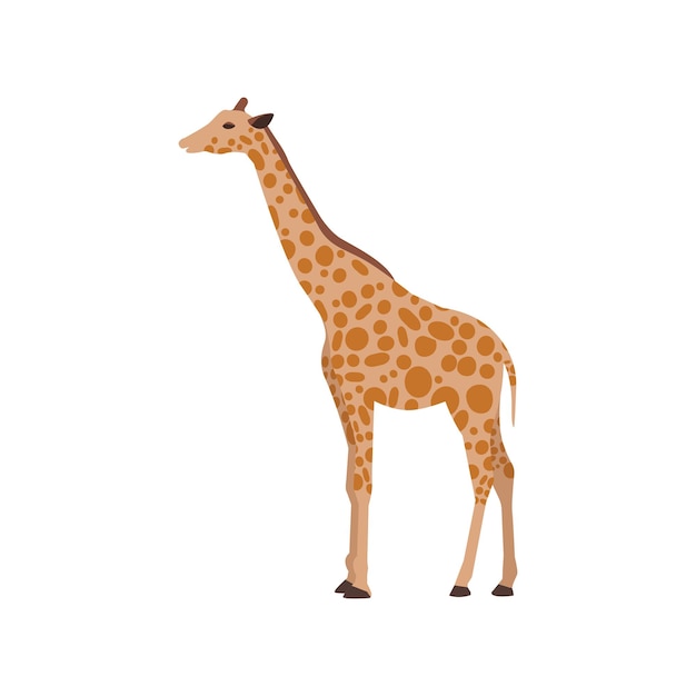 Flat giraffe isolated on white background