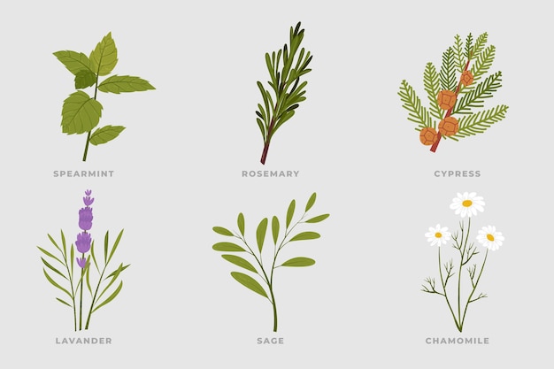 Vector flat-hand draw essential oil herb collection