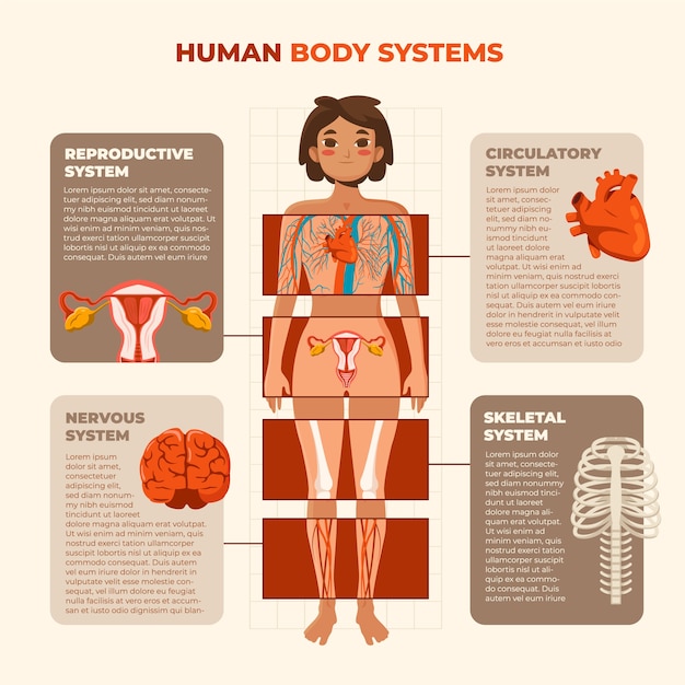 Vettore modello di infografica del corpo umano piatto