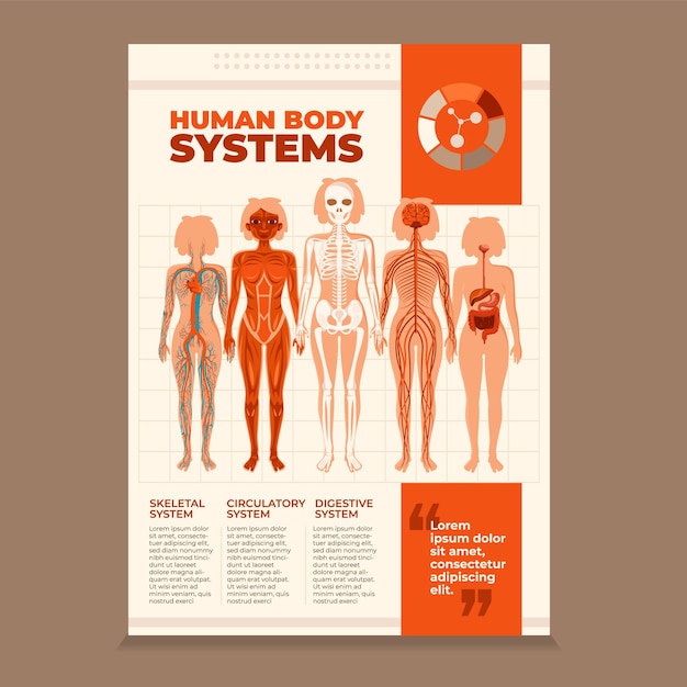 Vector flat human body poster template