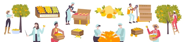 Flat icons set of people harvesting and storing citrus fruits vector illustration